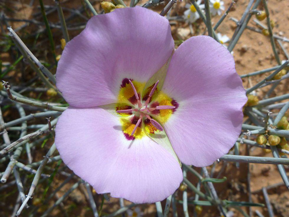 Mariposa Lily (Calochortus sp.)