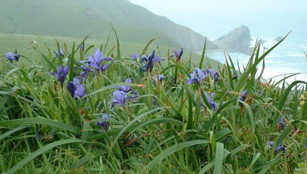 Dougla's Iris (Iris douglasiana)