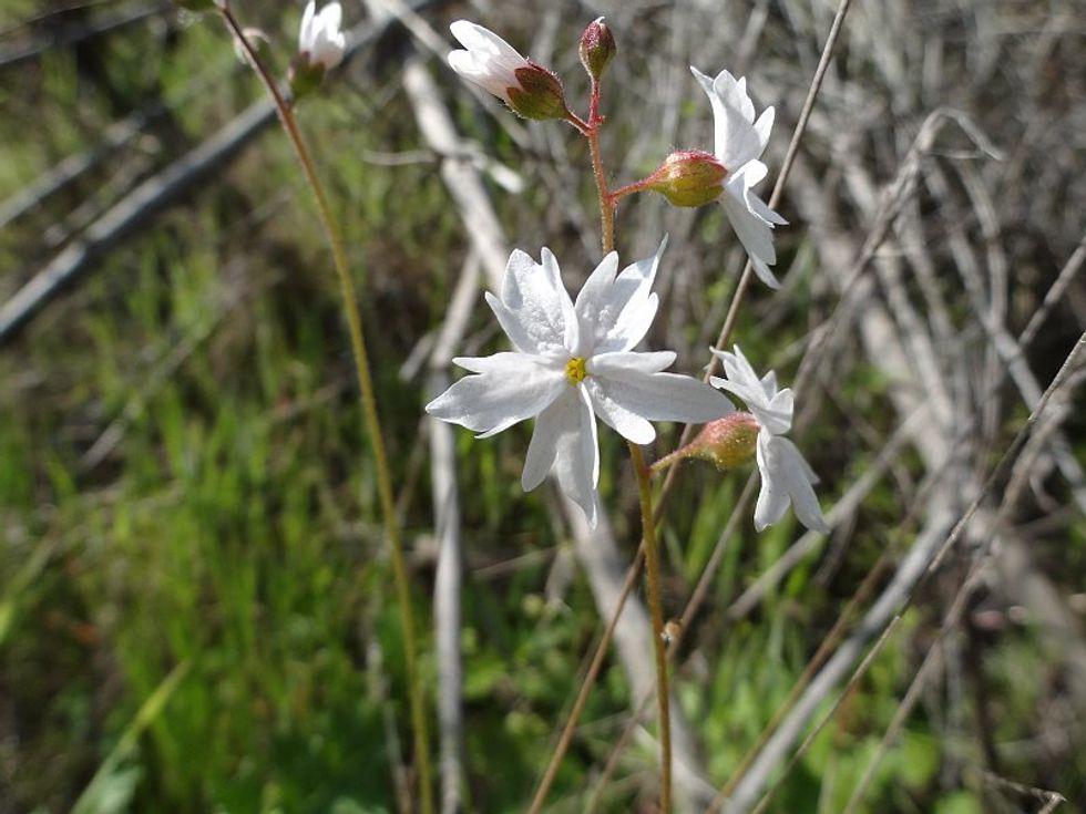 Woodland Star (Lithophragma sp.)