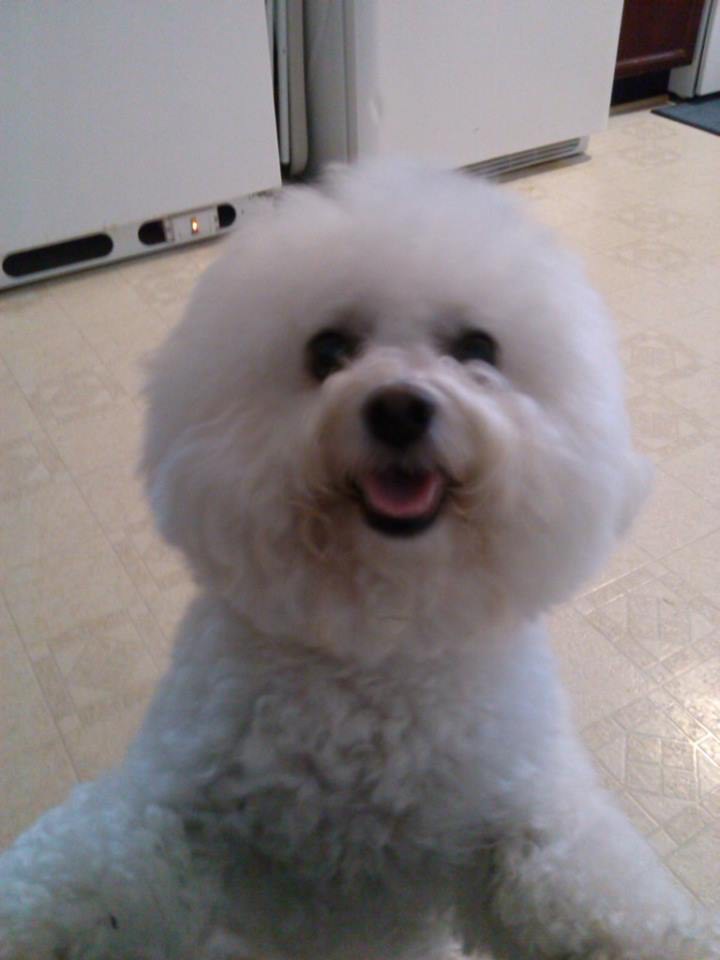 17 Reason The Bichon Frise Is The Best Dog Breed