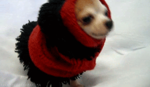 Animation: Small dog wrapped in large scarf