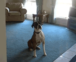 Animation: excited dog jumping near door. Text: Wanna go for a walk?